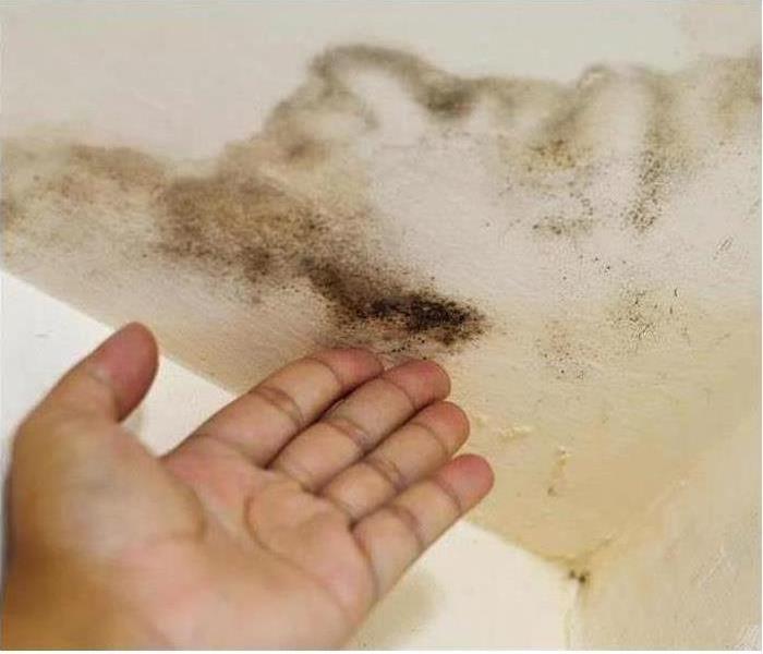 Image of a person touching mold growth on a ceiling. 