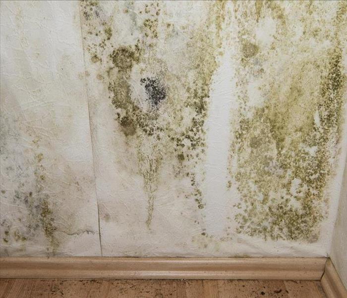 Image of mold growth in white wall.
