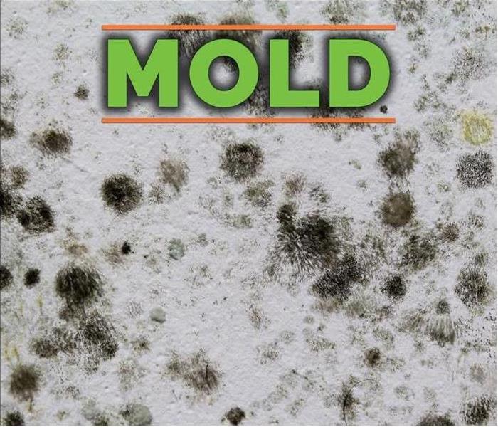 Mold spores with heading saying Mold.