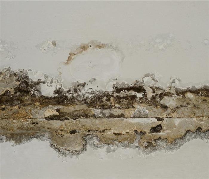 Wall with black mold damage.