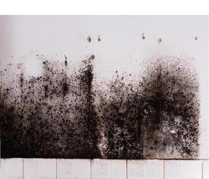 white wall covered with black mold